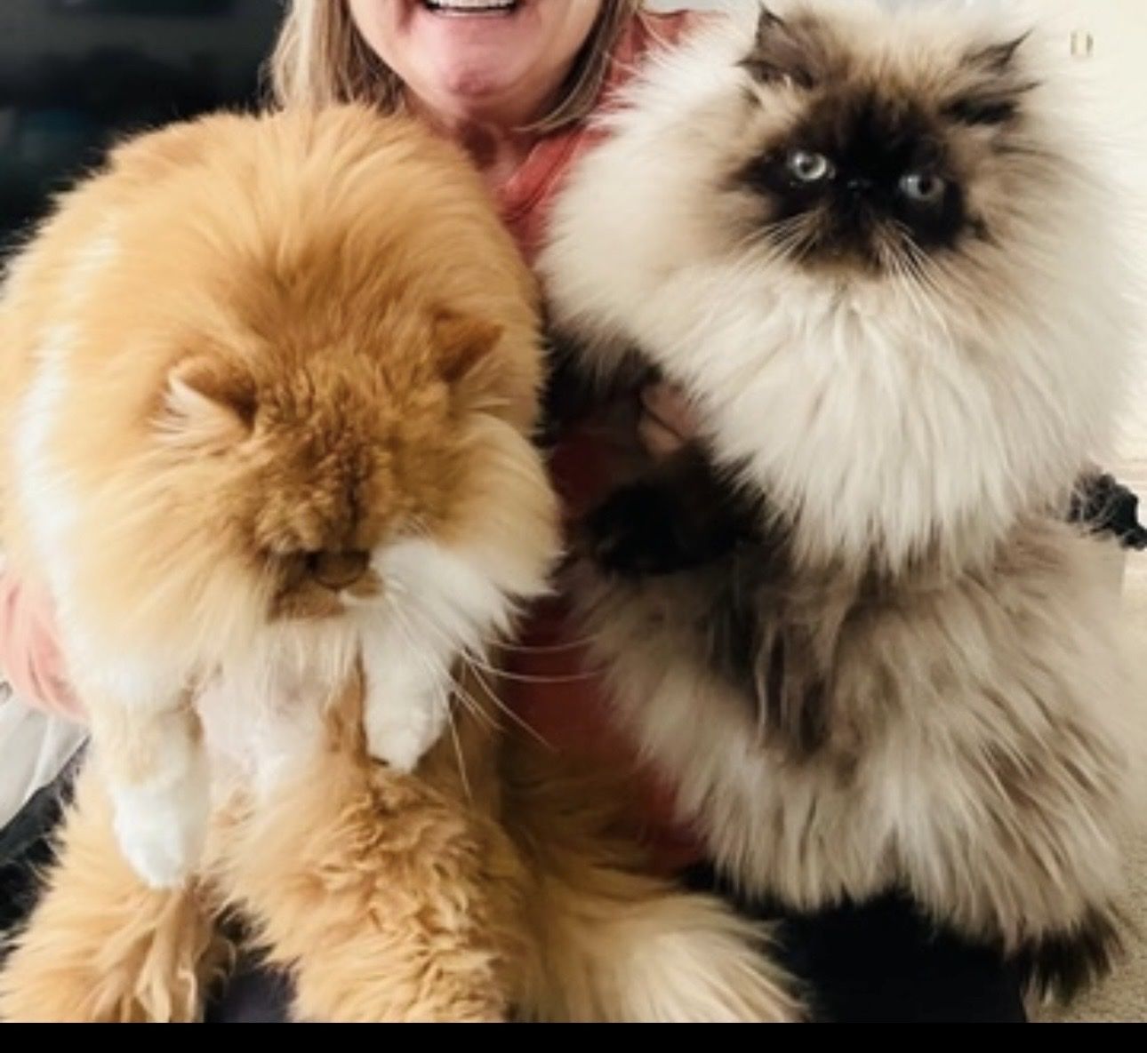 Persian Cats - Adoption Available (Rehoming Fee Applies)