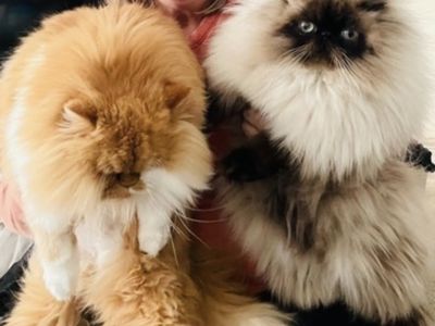 Persian Cats - Adoption Available (Rehoming Fee Applies)