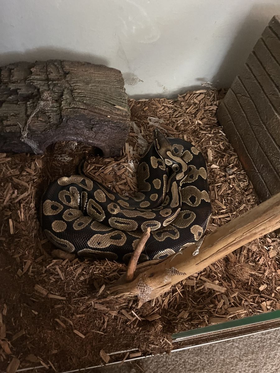 3 1/2 ft female python