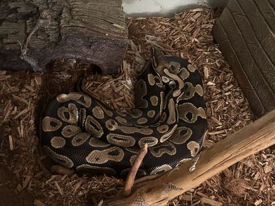 3 1/2 ft female python