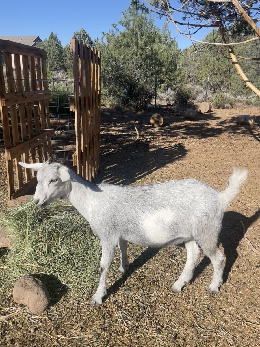 Nubian/Nigerian dwarf  goats sweet and cute