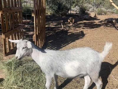 Nubian/Nigerian dwarf goats sweet and cute