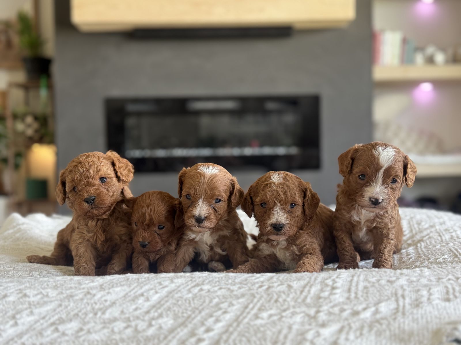 Cavapoo babies