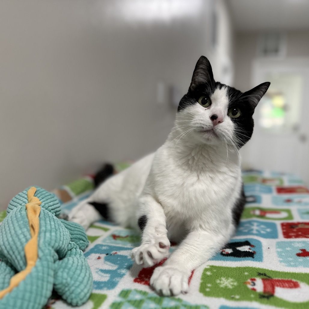 Hello my name is Polar