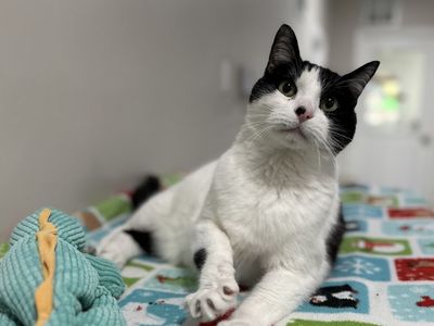 Hello my name is Polar