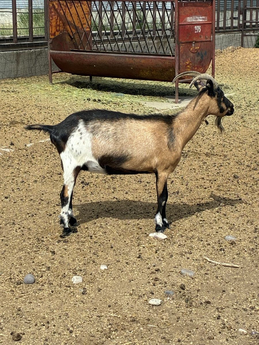 Alpine Nannies