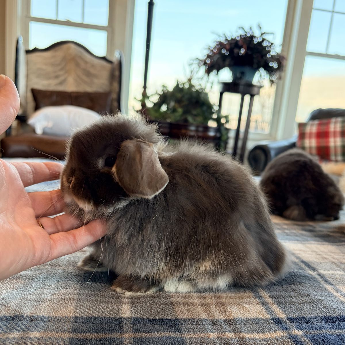 Chocolate Otter Holland Lop baby bunny