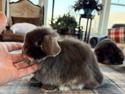 Chocolate Otter Holland Lop baby bunny
