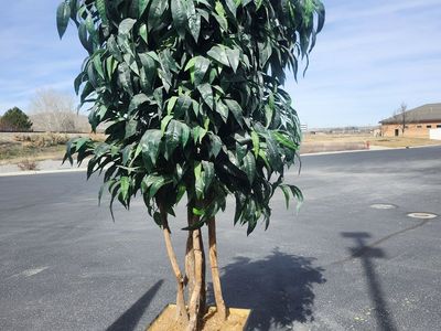 Artificial Ficus Tree 10ft