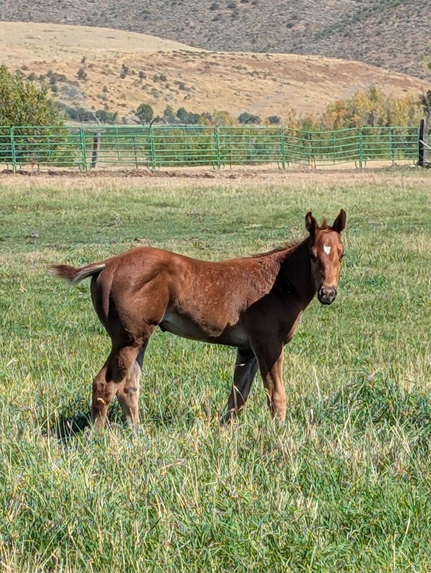 APHA Filly