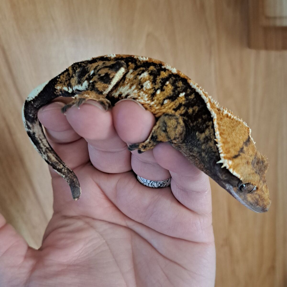 Geckos to good homes