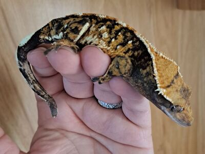 Geckos to good homes