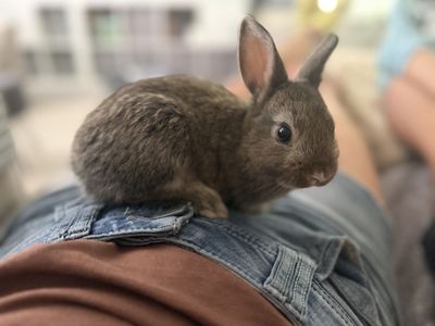 Chestnut Vienna Marked Netherland Dwarf Mix Male