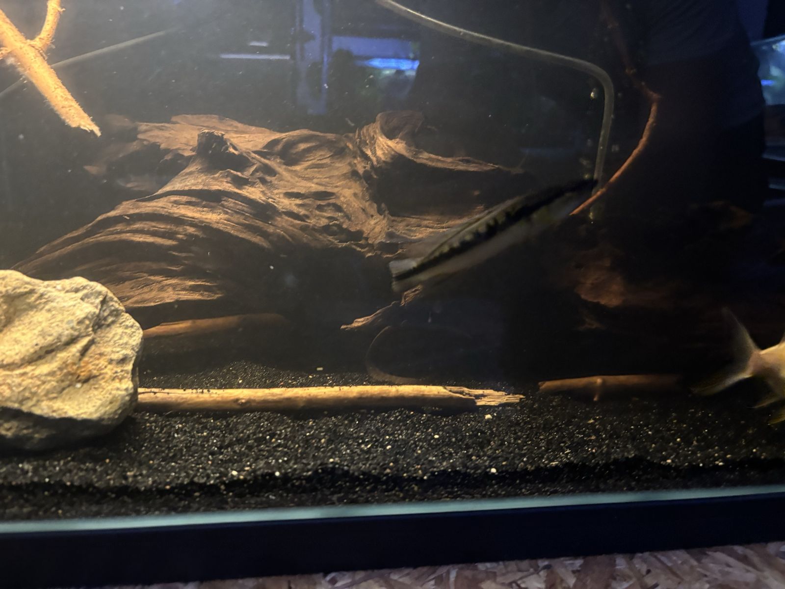 black stripe pike chiclid