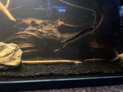 black stripe pike chiclid