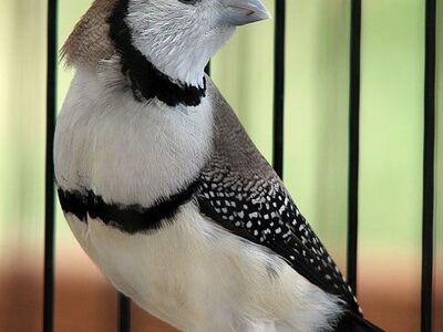 Owl Finch Pairs Normals And Fawns