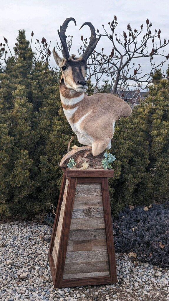 Custom Taxidermy Pedestals
