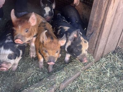 Idaho Pasture Pigs