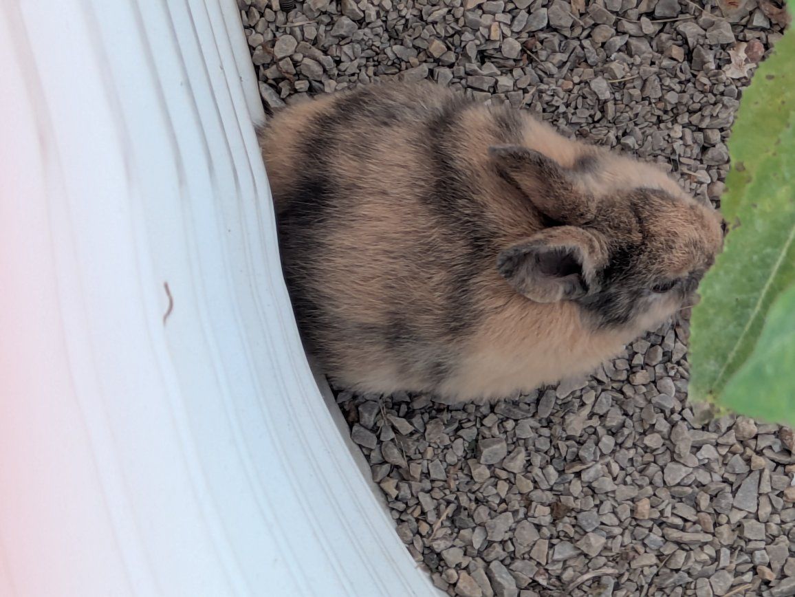 baby bunny