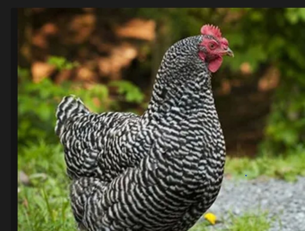 Healthy hens 2yr
