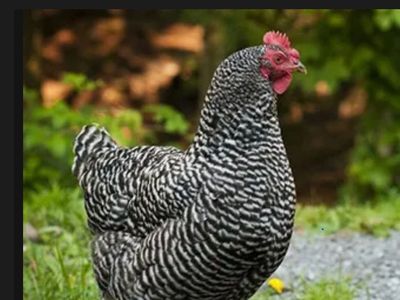 Healthy hens 2yr