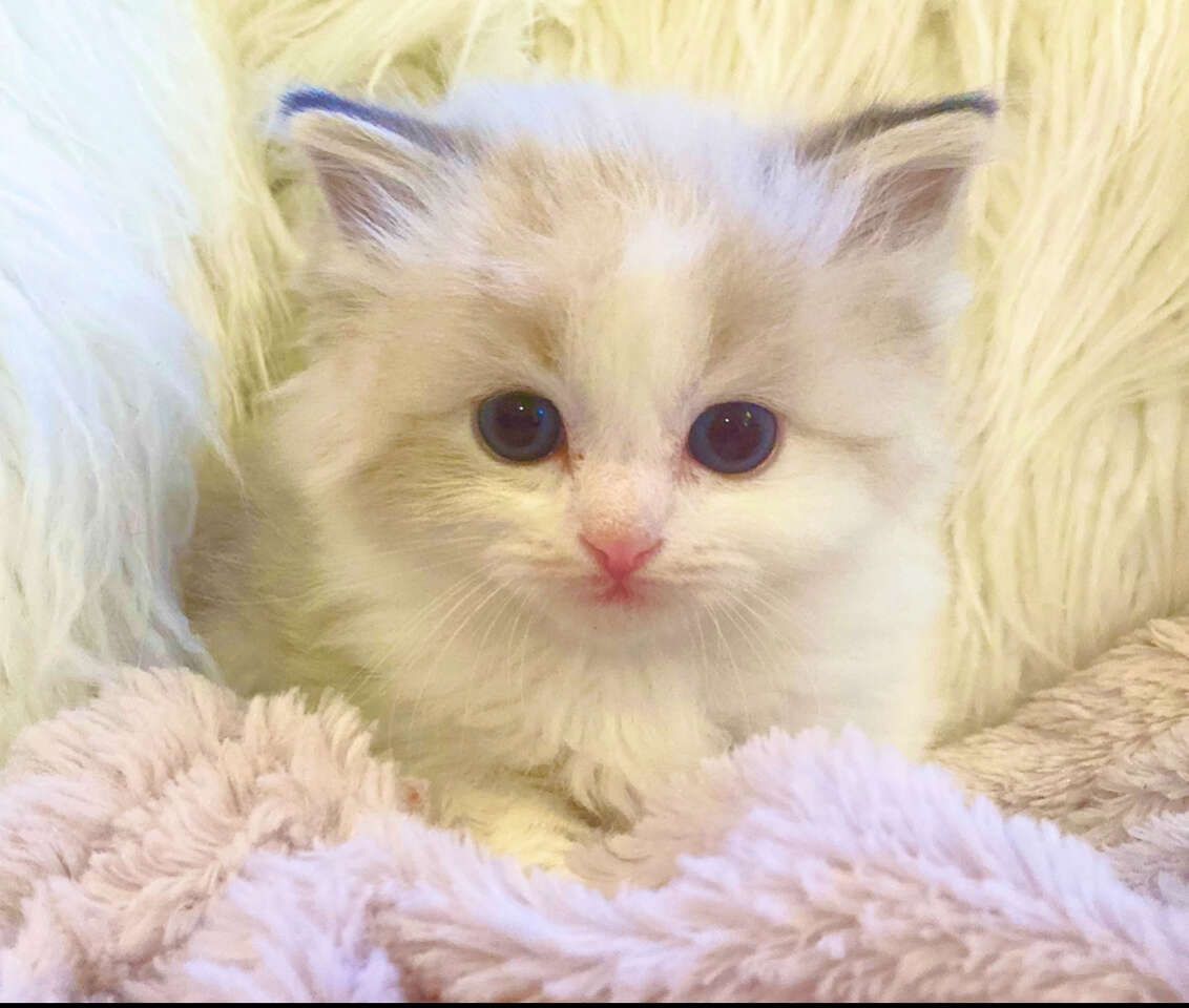 Gorgeous Ragdoll TINY/SWEET kittens--stay small! Also LESS Allergic/Shed LESS!  DOGLIKE playful/loyal personality--do tricks!