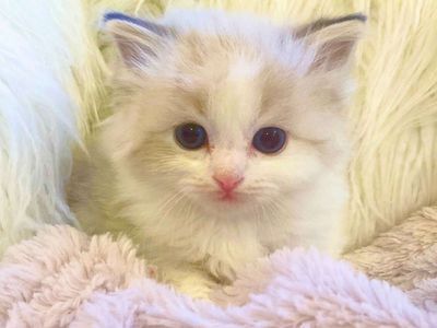 Gorgeous Ragdoll TINY/SWEET kittens--stay small! Also LESS Allergic/Shed LESS! DOGLIKE playful/loyal personality--do tricks!