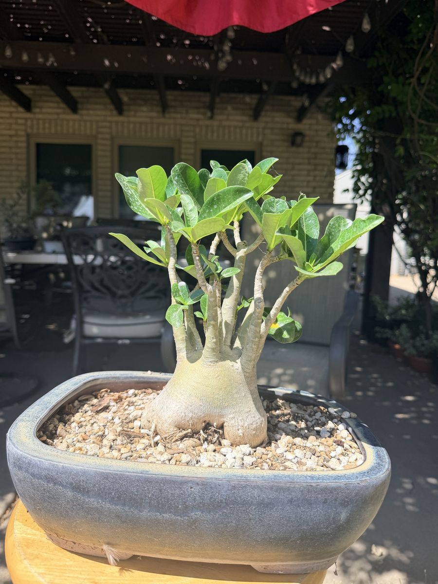 Desert Rose Bonsai
