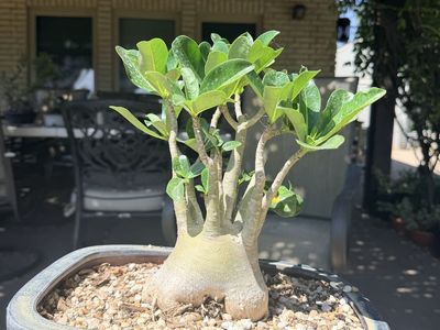 Desert Rose Bonsai