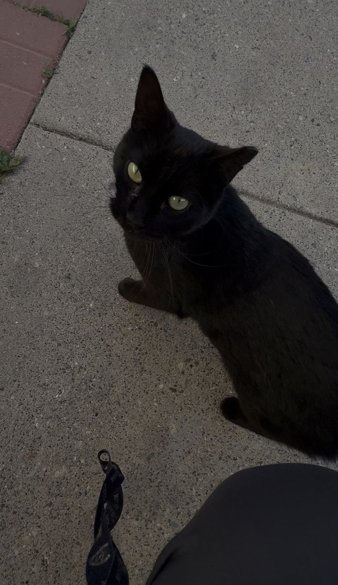 Kitty in search of a forever home