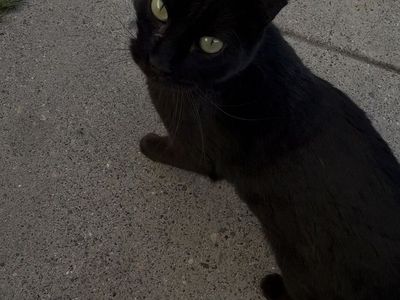 Kitty in search of a forever home