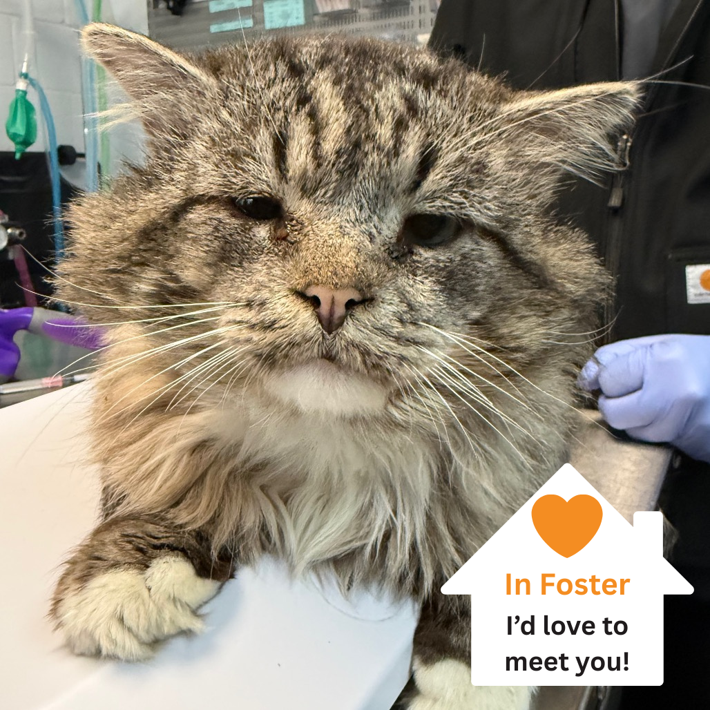 Hello my name is King Oliver