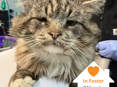 Hello my name is King Oliver