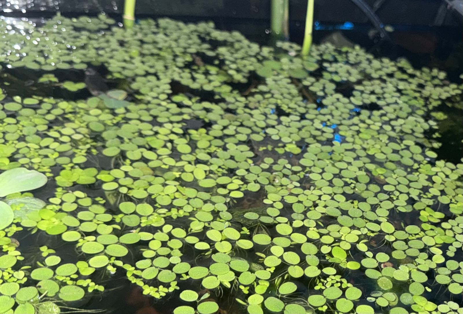 Fresh Aquarium Hydrocharis laevigata Floating Plants - Live Aquatic Plant for Fish Tank