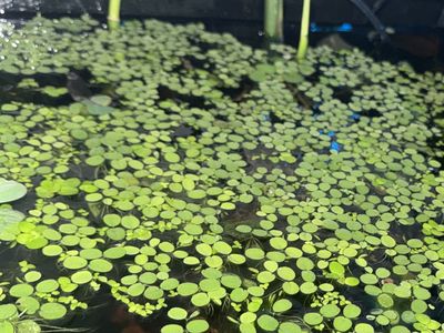 Fresh Aquarium Hydrocharis laevigata Floating Plants - Live Aquatic Plant for Fish Tank