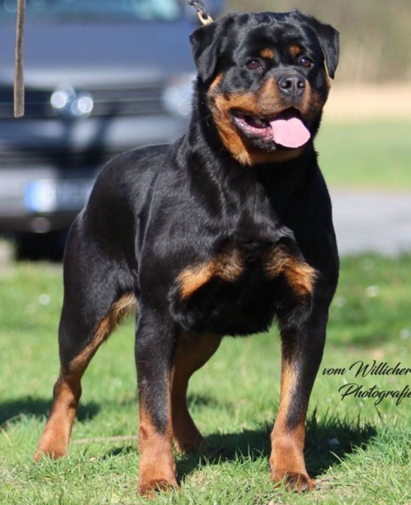 #1 Rated AKC German Rottweiler Puppies