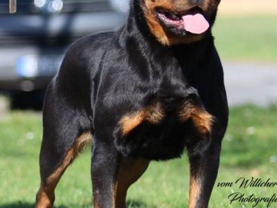 #1 Rated AKC German Rottweiler Puppies