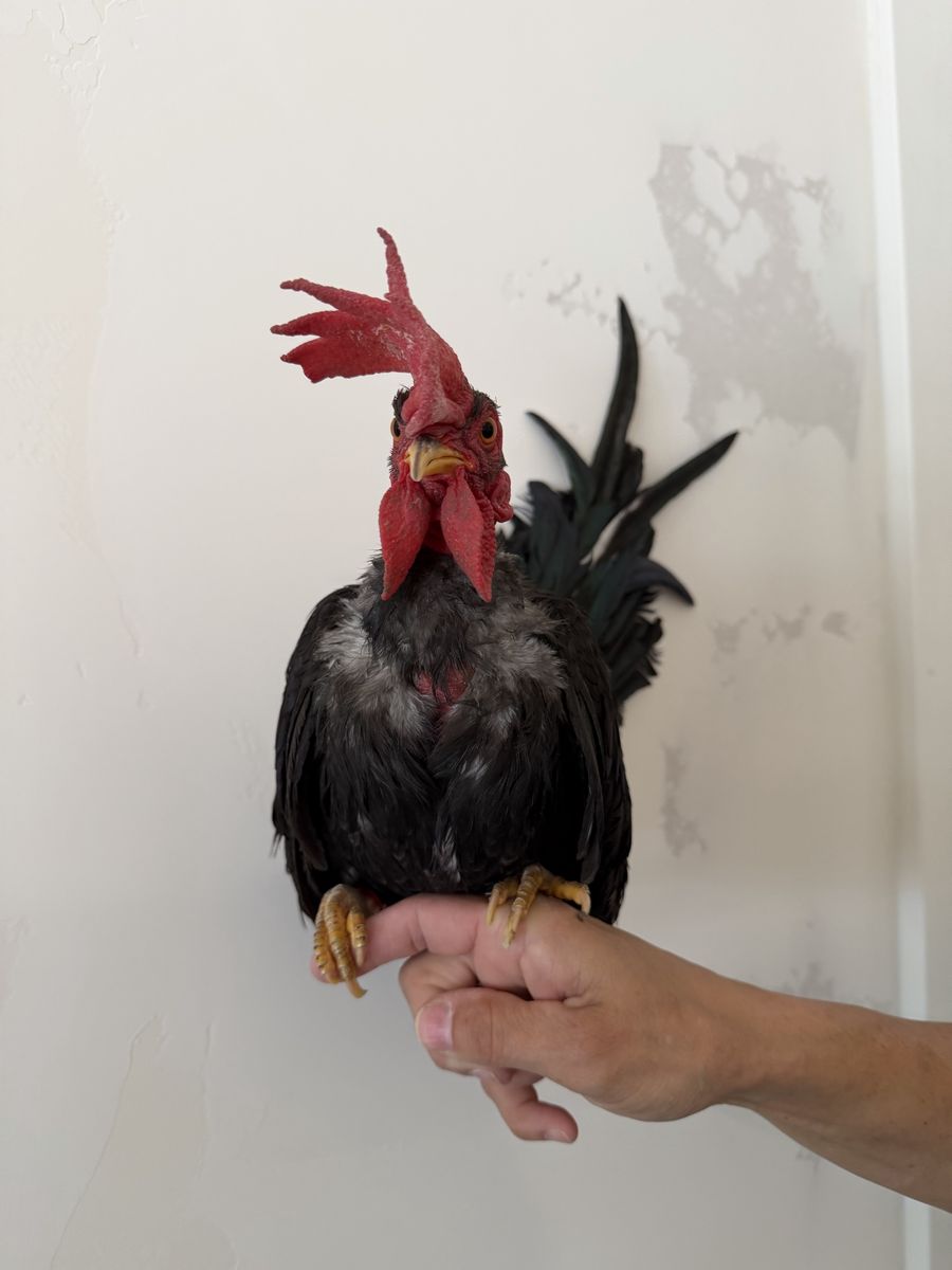 Kikiriki Naked Neck Rooster