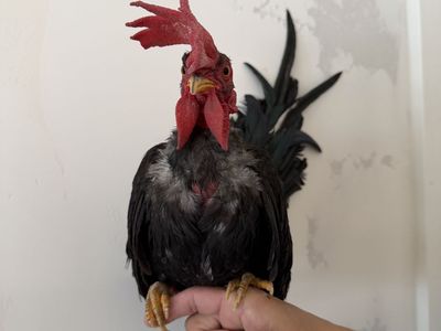 Kikiriki Naked Neck Rooster