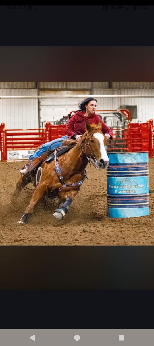 5 year old barrel horse