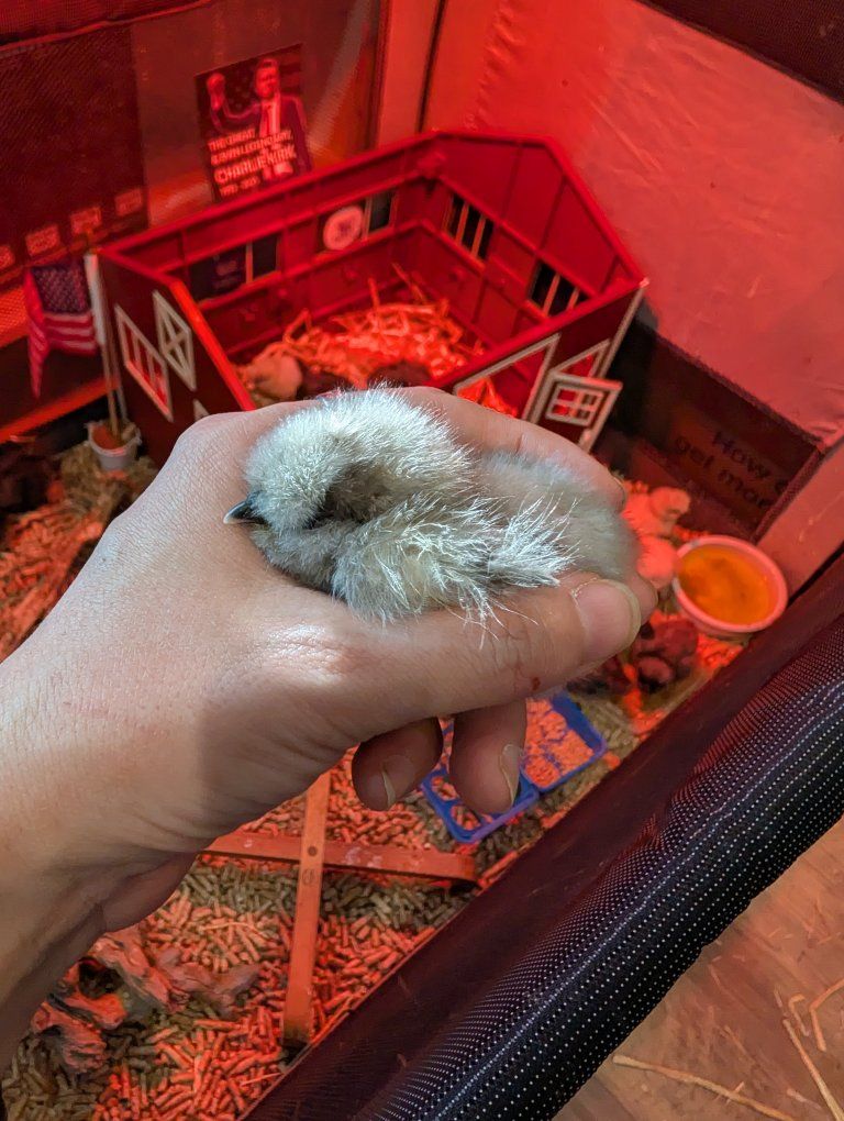 Silkie & Bantam Chicks