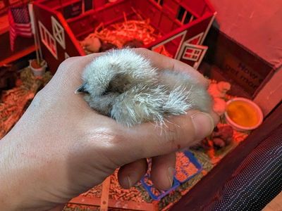 Silkie & Bantam Chicks