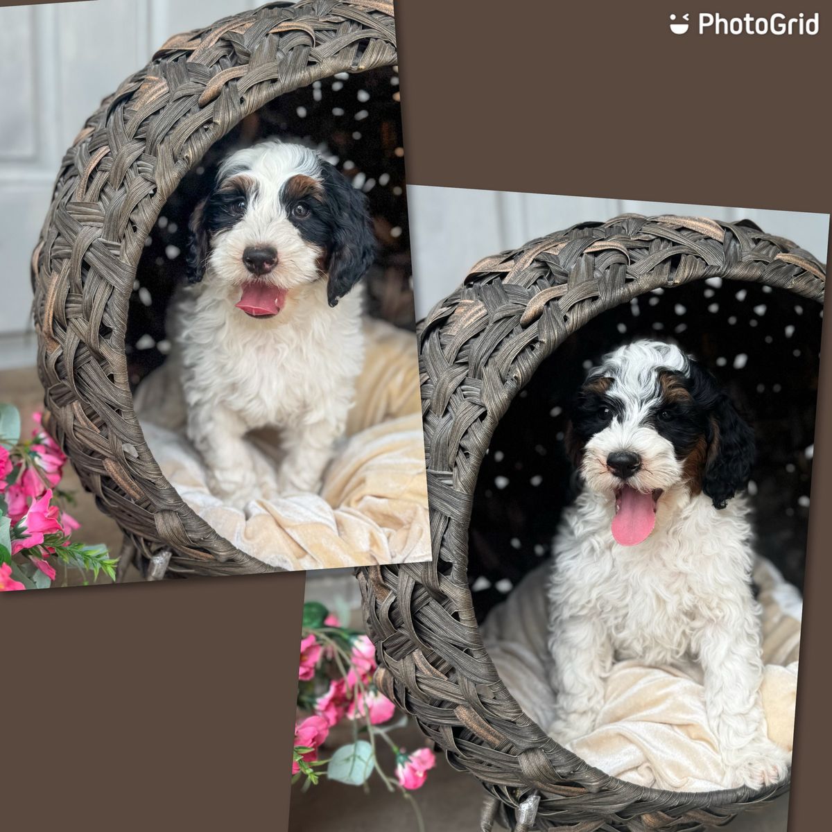 2 Beautiful Tri Color Bernedoodle Boys Ready Now. 