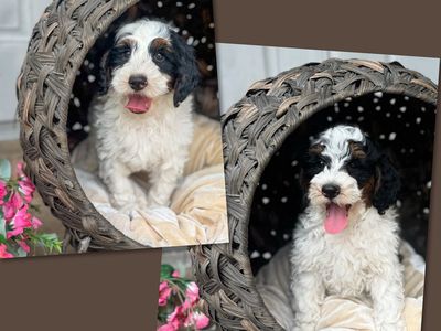 2 Beautiful Tri Color Bernedoodle Boys Ready Now.