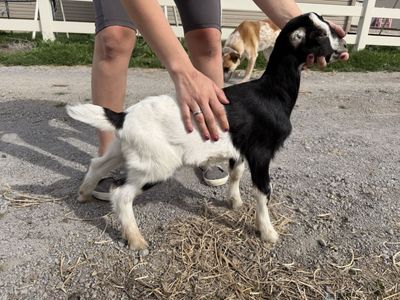 Lamancha and Alpine Bucklings ,