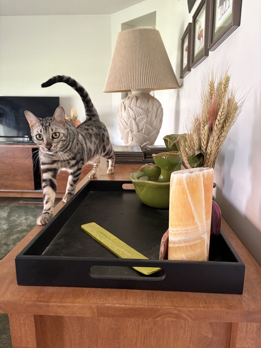 Female Silver Bengal Cat needs Dog-Free Home