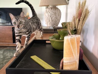 Female Silver Bengal Cat needs Dog-Free Home