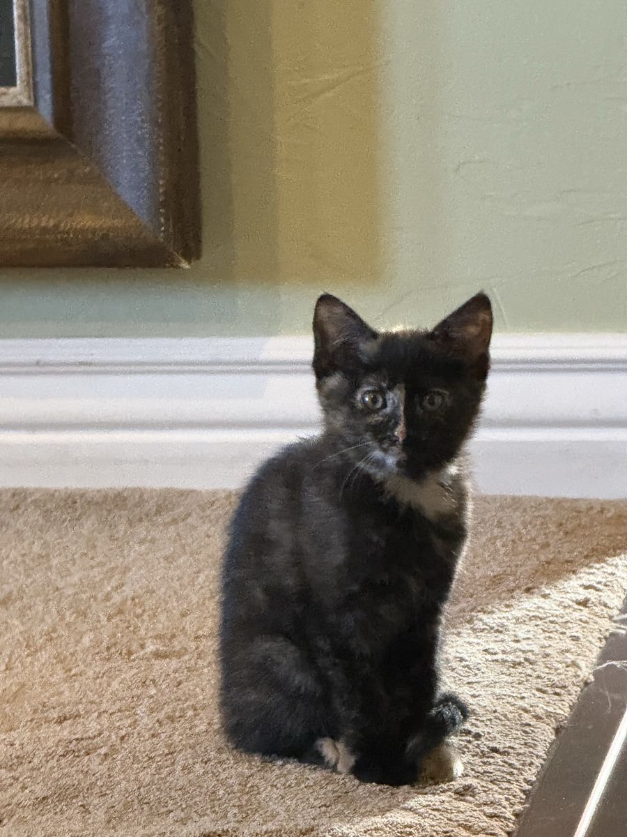 Kitten