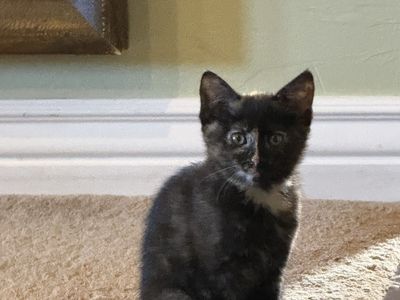 Kitten