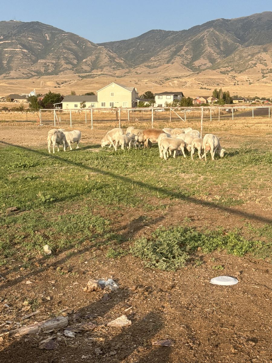 Sheep for sale